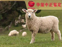 羊类动物亲子鉴定